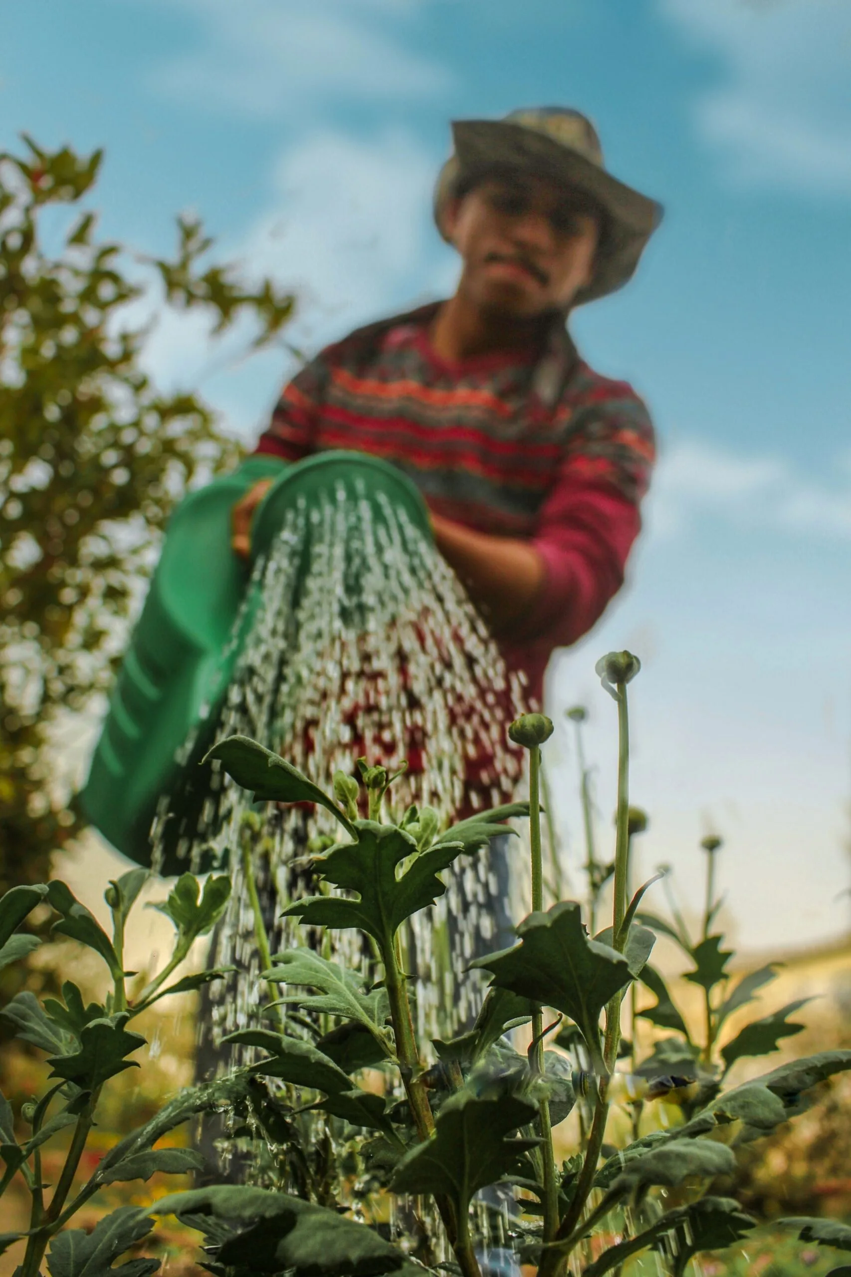 Agricultor regando plantas en el campo con una regadera