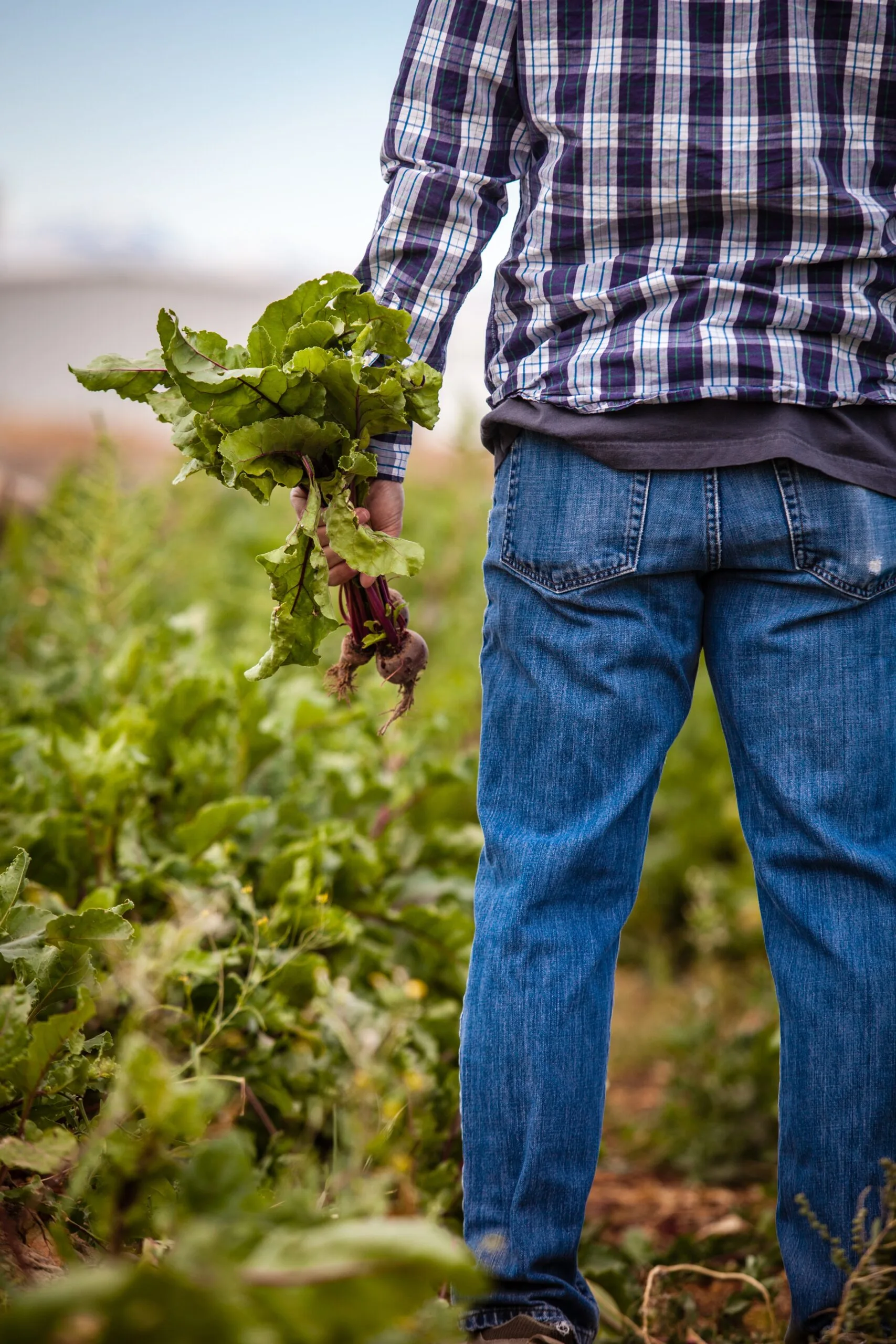 Agricultor en el campo con betabeles recién cosechados