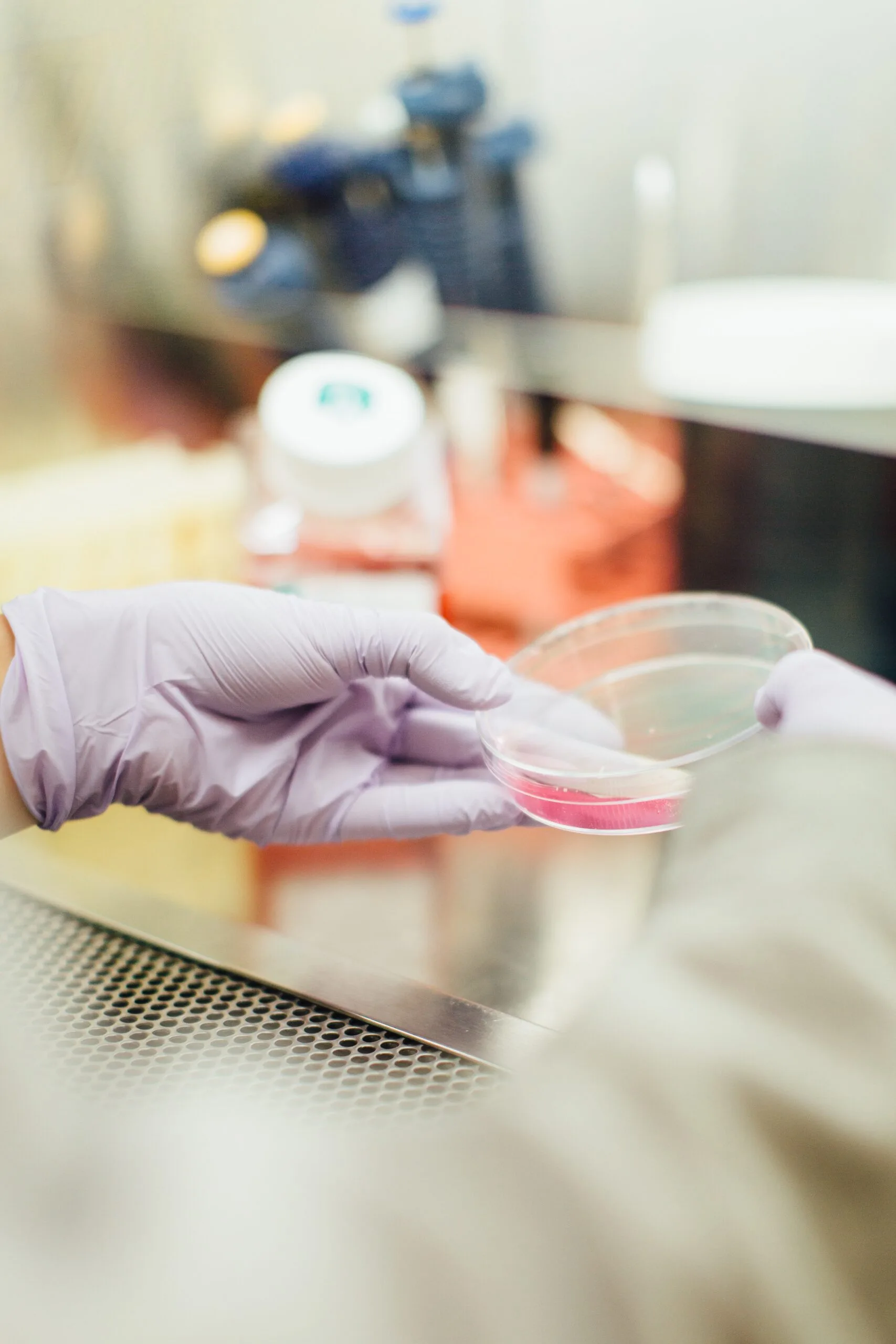 Investigación en laboratorio: cultivo en caja Petri